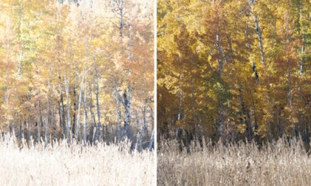 Processing For Neutral Fall Color Photos
