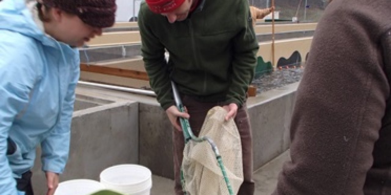 Salmon Recovery on the Columbia River