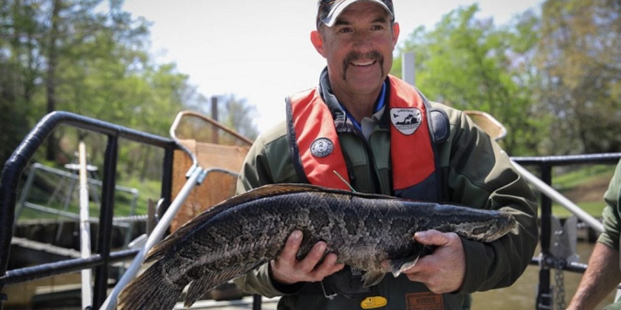 Snakeheads In The Grass, Virginia Wildlife Magazine