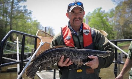 Snakeheads In The Grass, Virginia Wildlife Magazine