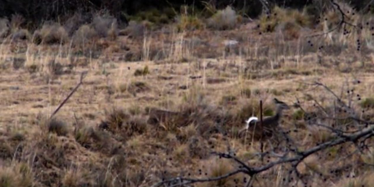 Stealthy Bobcat Hammers A Deer on Film…Again