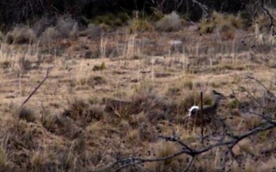Stealthy Bobcat Hammers A Deer on Film…Again