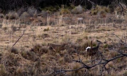 Stealthy Bobcat Hammers A Deer on Film…Again