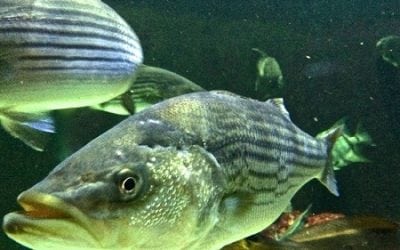 Striped bass reproduction in Bay a bit above average, surveys show