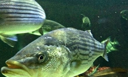 Striped bass reproduction in Bay a bit above average, surveys show