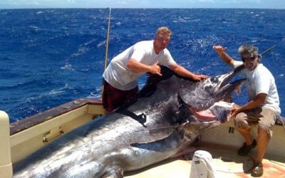 The Grander Blue Marlin: A Young Giant