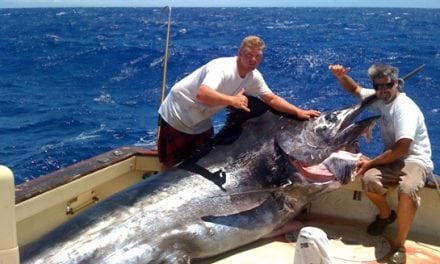 The Grander Blue Marlin: A Young Giant