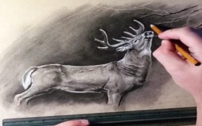 This Artist’s Video Drawings of Wildlife are Mesmerizing and Incredible