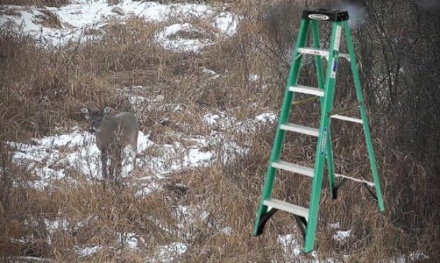 Using a Step Ladder as a Portable Stand