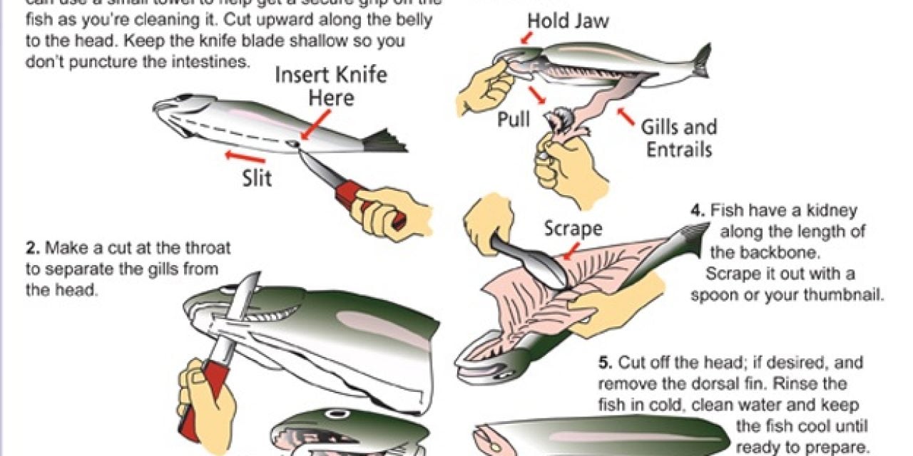 Valuable Fish Cleaning Tips from Oregon DFW
