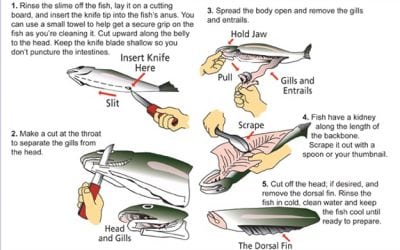 Valuable Fish Cleaning Tips from Oregon DFW