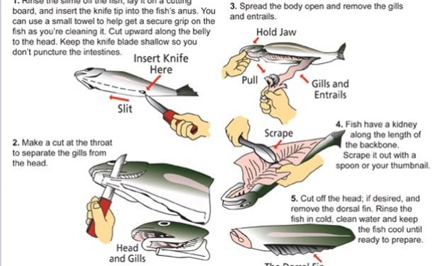 Valuable Fish Cleaning Tips from Oregon DFW