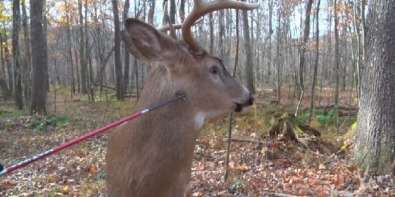 Video: Bet You’ve Never Seen a Buck Being Poked With a Broadhead Before