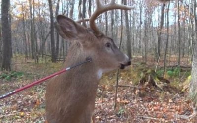Video: Bet You’ve Never Seen a Buck Being Poked With a Broadhead Before