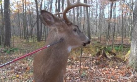 Video: Bet You’ve Never Seen a Buck Being Poked With a Broadhead Before