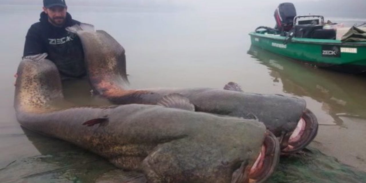 Video: Catching a Wels Catfish is Like Parking a Truck on Your Boat