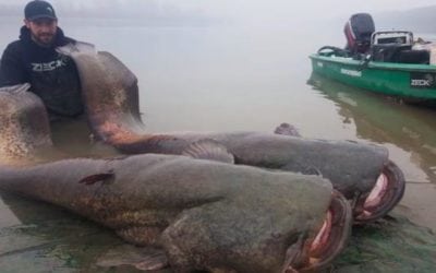 Video: Catching a Wels Catfish is Like Parking a Truck on Your Boat