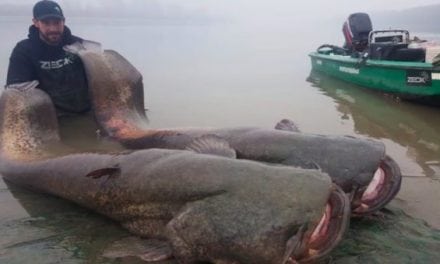 Video: Catching a Wels Catfish is Like Parking a Truck on Your Boat