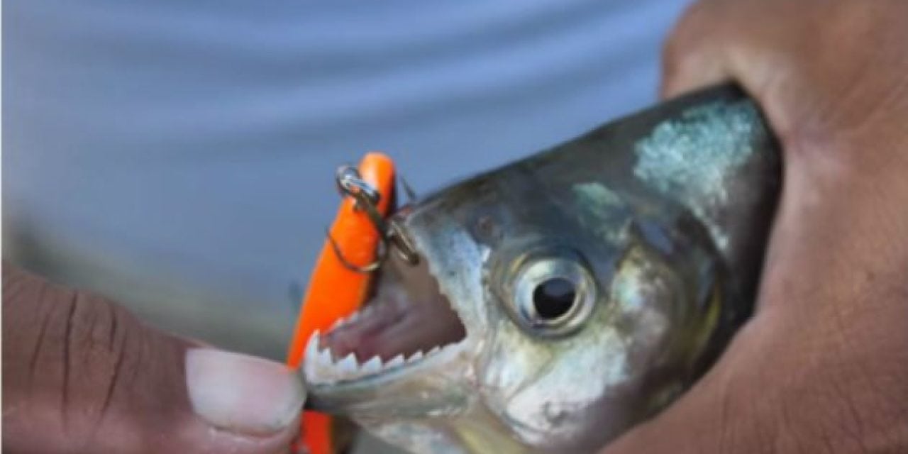 Video: Fishing for the Legendary Piranha in the Amazon with Lake Fork Guy