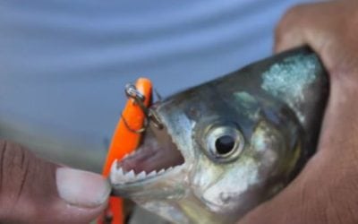 Video: Fishing for the Legendary Piranha in the Amazon with Lake Fork Guy