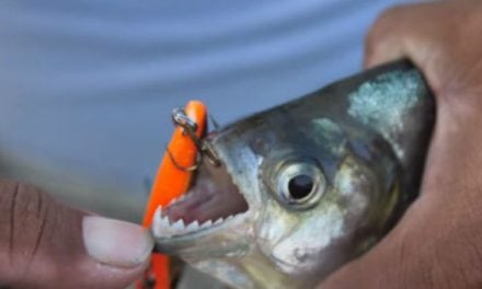 Video: Fishing for the Legendary Piranha in the Amazon with Lake Fork Guy