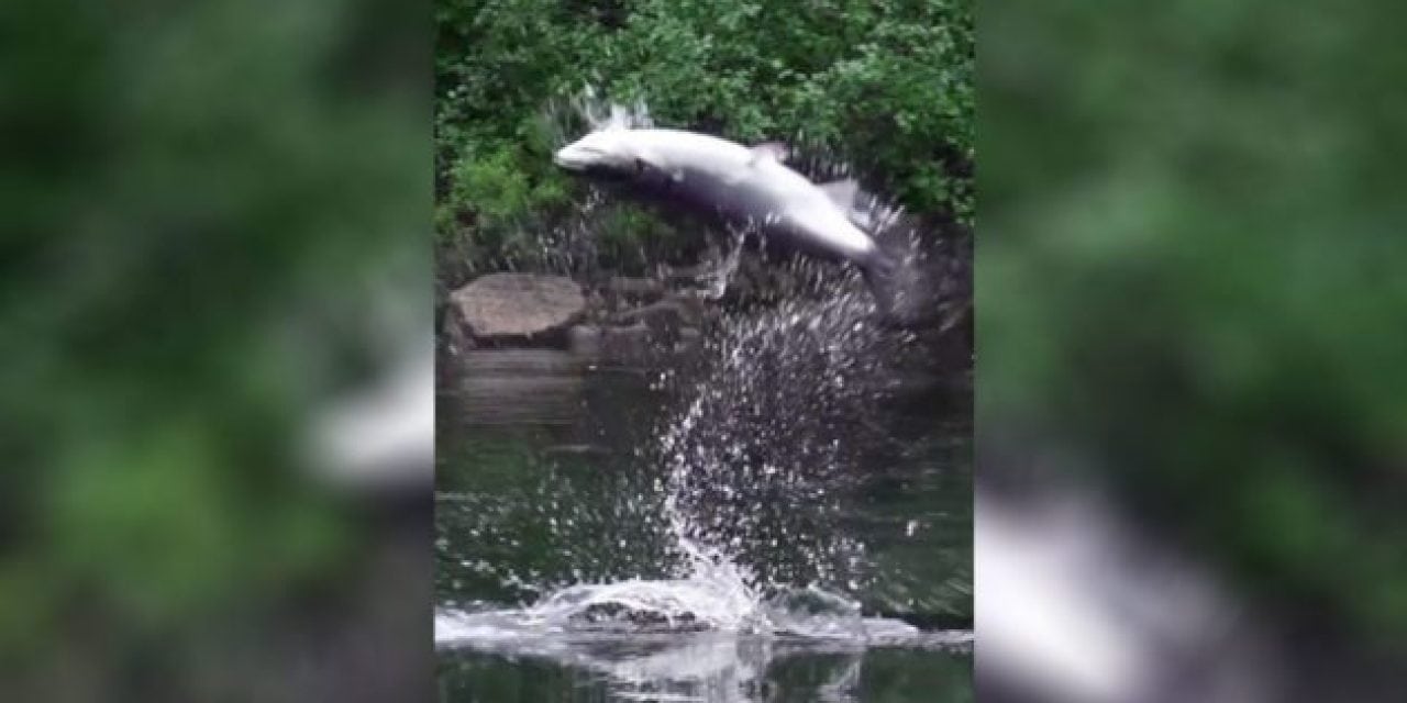 Video: Fly Fishing for Atlantic Salmon in the Fall Looks Amazing