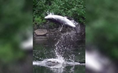 Video: Fly Fishing for Atlantic Salmon in the Fall Looks Amazing