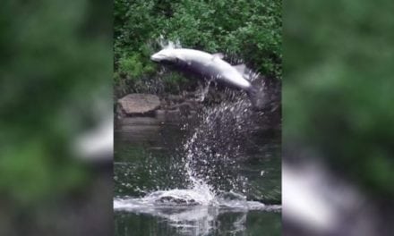 Video: Fly Fishing for Atlantic Salmon in the Fall Looks Amazing