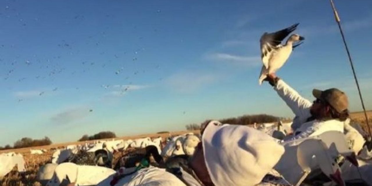 Video: Hunter Miraculously Snags Snow Goose Out of Sky