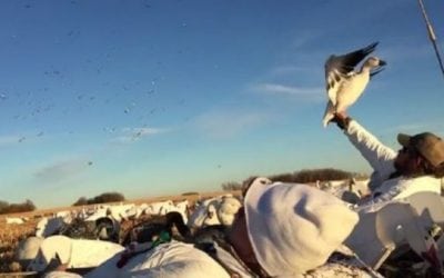 Video: Hunter Miraculously Snags Snow Goose Out of Sky