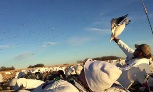 Video: Hunter Miraculously Snags Snow Goose Out of Sky