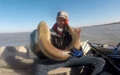 Video: No Big Deal, Just a 53-Inch Muskie Slapping This Guy’s Face