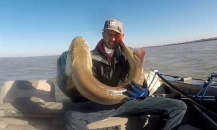 Video: No Big Deal, Just a 53-Inch Muskie Slapping This Guy’s Face