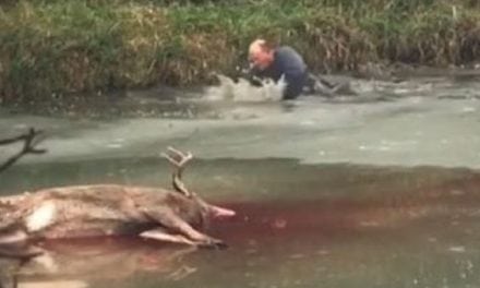 Video: This Wisconsin Deer Retrieve Has ‘Wet and Cold’ Written All Over It