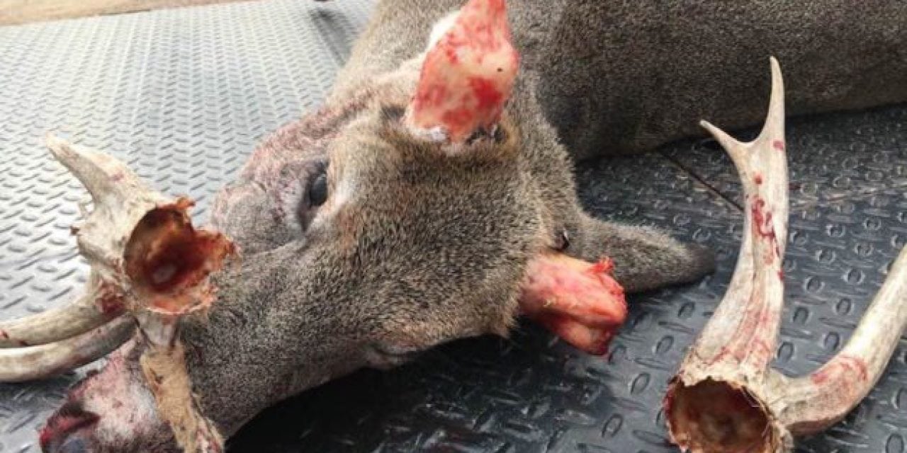 What Caused This Buck’s Antlers to Slide Off?