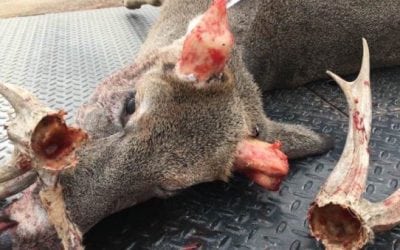What Caused This Buck’s Antlers to Slide Off?
