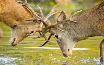 What Do You Think? Can Hunters and Conservationists Coexist?