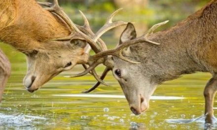 What Do You Think? Can Hunters and Conservationists Coexist?