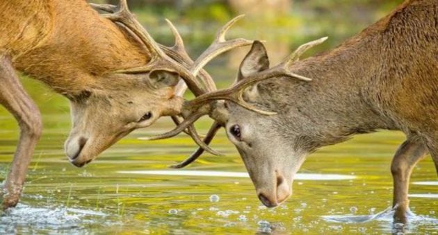 What Do You Think? Can Hunters and Conservationists Coexist?