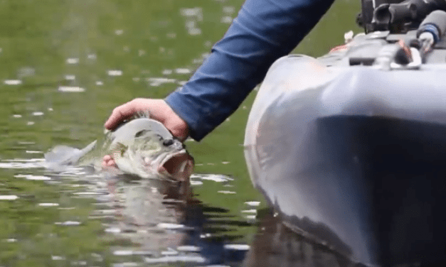 What’s the Best Tippet for Bass? It’s Sort of Surprising