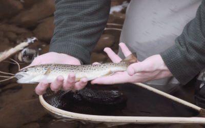 When It Comes to the Secrets of Fly Fishing, It’s All About Perseverance