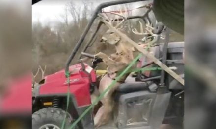 #WhitetailWednesday: Yup…It Might Be Deer Season