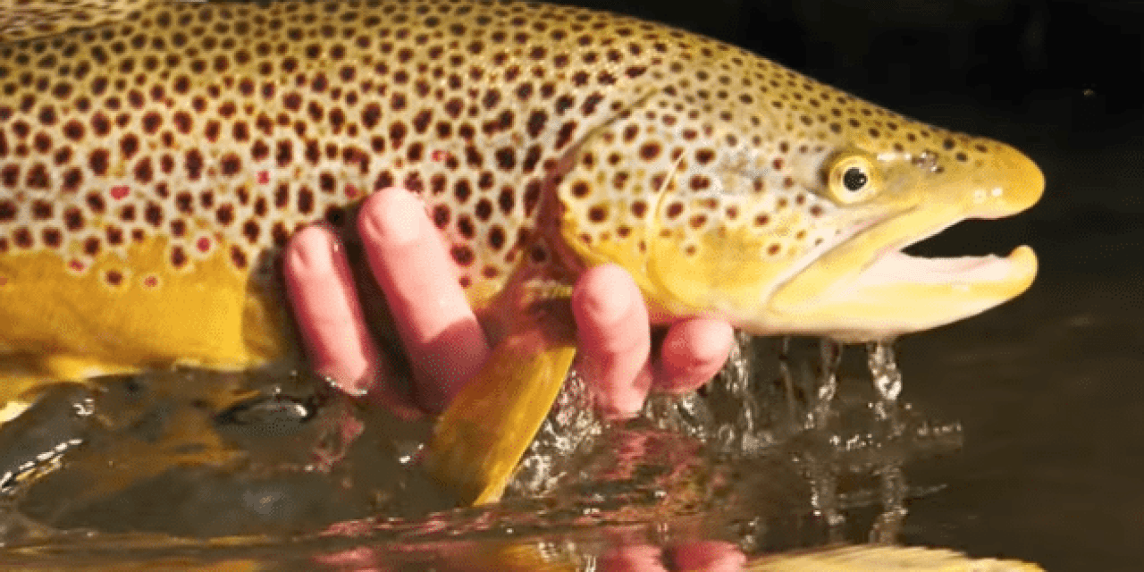 Would You Put in That Much Work for a Brown Trout Like This?
