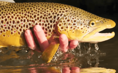 Would You Put in That Much Work for a Brown Trout Like This?