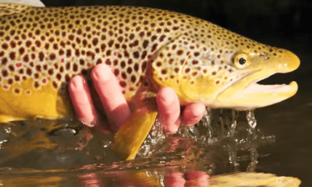 Would You Put in That Much Work for a Brown Trout Like This?