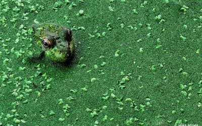 10 Guides To Fascinating Macro Photography