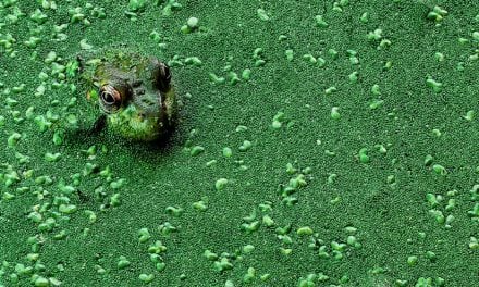 10 Guides To Fascinating Macro Photography