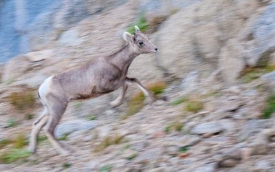 11 Ways To Add Motion To Your Photos