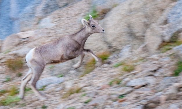 11 Ways To Add Motion To Your Photos