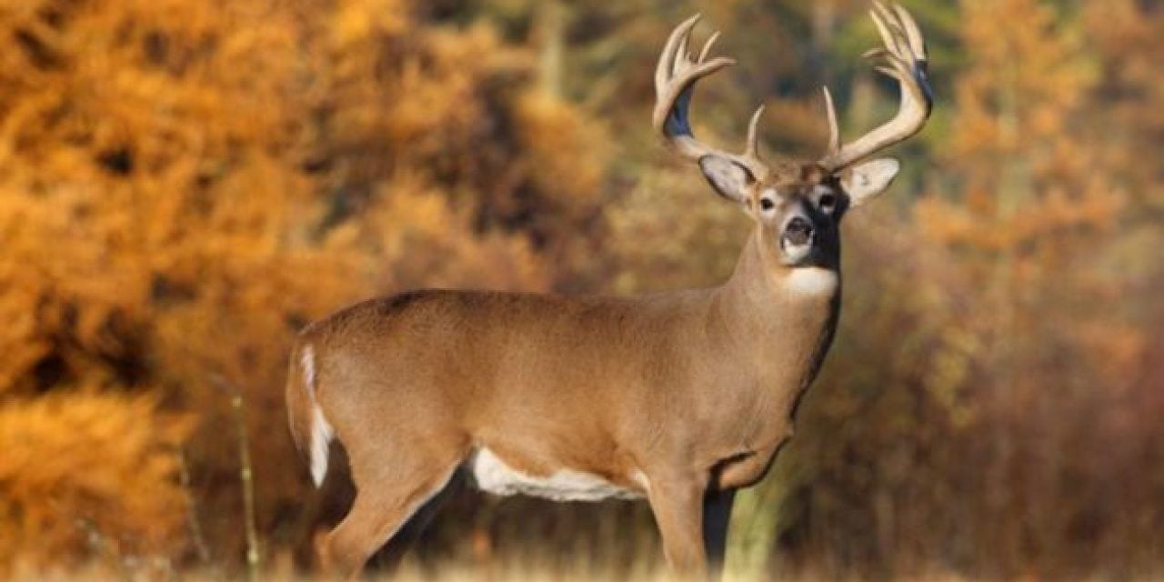 2017 Wisconsin Deer Season Harvest Down Slightly Though Buck Harvest Increases